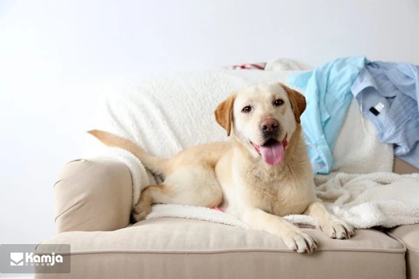 The sofa is suitable for pets album 1
