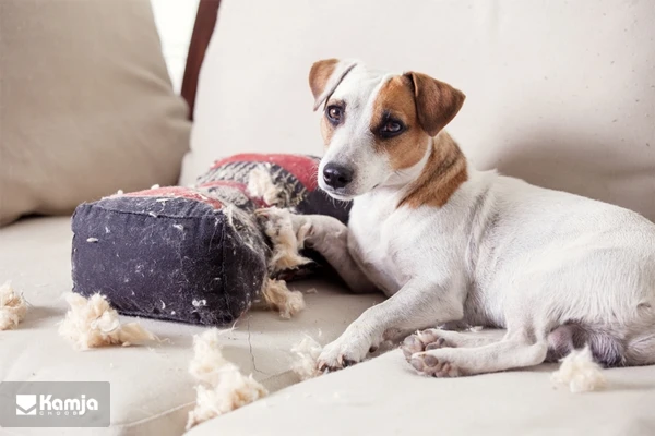 The sofa is suitable for pets album 2