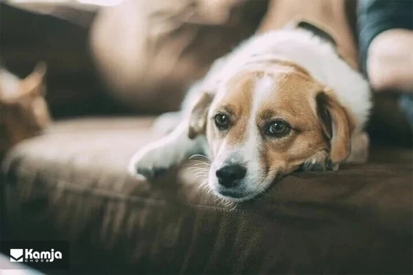 The sofa is suitable for pets album 3
