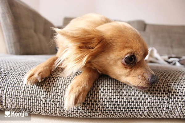 The sofa is suitable for pets album 4